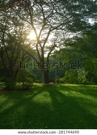 Sun shining in green garden with big tree and swing