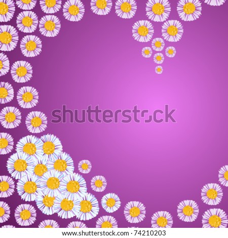 lilac daisies