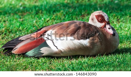 Egyptian Goose on the green grass