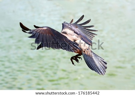 crow wings on the fly