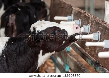 Cows feeding milk in a farm