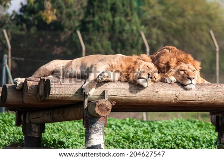 sleeping lion family