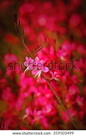 Gaura lindheimeri  beautiful pink flower  drawing filter