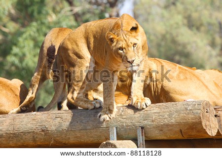 Female lion before jumping