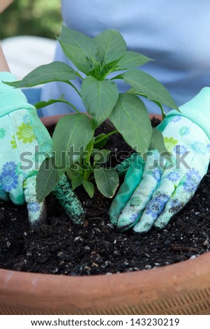 Close up of gardener\'s gloved hands planting a pepper seedling in the garden clay container