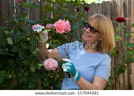 Woman trimming roses in her garden and enjoy it