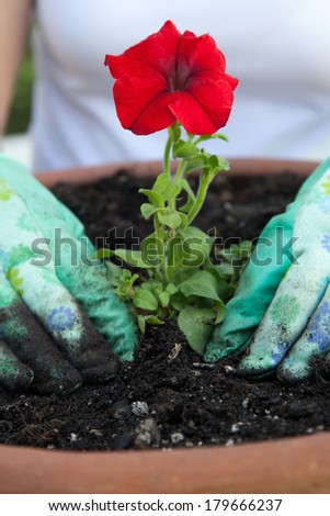 Close up of gardener\'s gloved hands planting a Petunia flower in the garden clay container