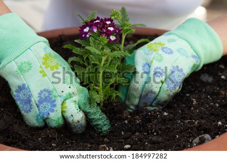 Close up of gardener\'s gloved hands planting a Verbena flower in the garden clay container