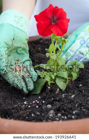 Close up of gardener's gloved hands fertilizing a Petunia flower in the garden clay container