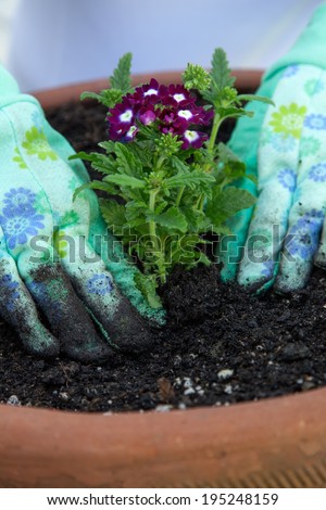 Close up of gardener\'s gloved hands planting a Verbena flower in the garden clay container