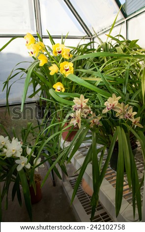 Hobbist owned backyard garden greenhouse with blooming orchids plants.