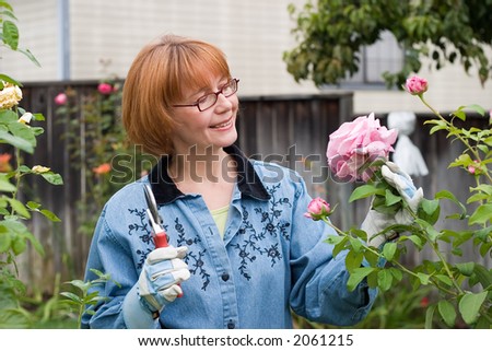 Woman is having good time with her hobby by cutting roses in her garden at her backyard