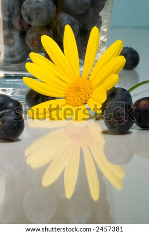 Yellow flower daisy over reflection surface and blueberries inside clear glass over aqua paper background
