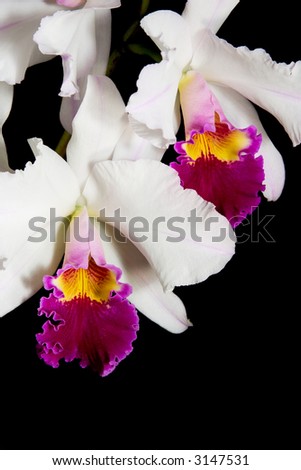 Gorgeous white and magenta orchid flower on black background (Cattleya sp) with copy space left