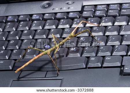 Closeup of stick bugs on laptop keyboard suited for any computer protection topic