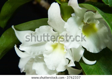 Gorgeous white and yellow orchid flowers on black background (Cattleya sp) in flower garden