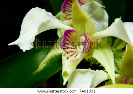 Gorgeous white and magenta orchid flowers on black background in flower garden