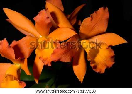Gorgeous orange orchid flowers on black background (Cattleya sp) in flower garden