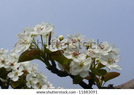Pear flower and sky