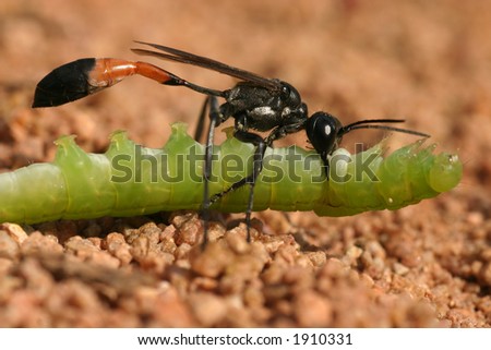 Sand wasp with caterpillar