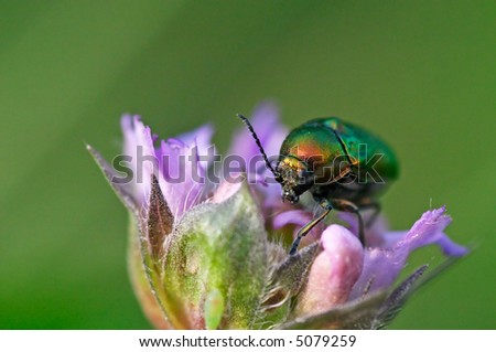 a shiny green beetle bug