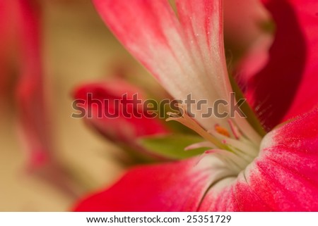 A red and white  geranium flower