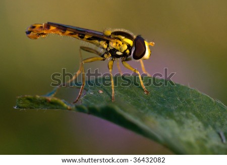 hover-fly on green leaf