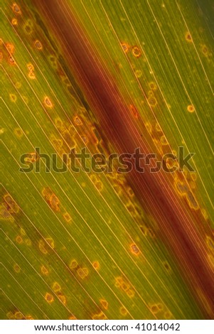 green abstract leaf pattern