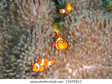 Vibrant soft corals and Clown fish darting amongst the stinging tentacles of the Sea Anemone