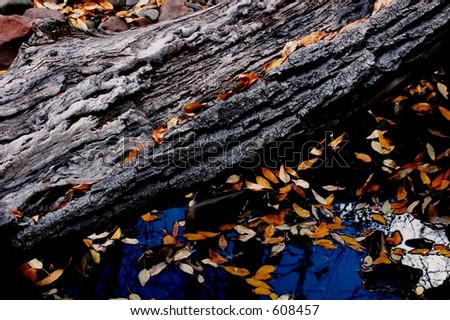 Autumn leaves and a log