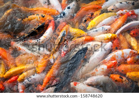 hungry fishes fighting for food