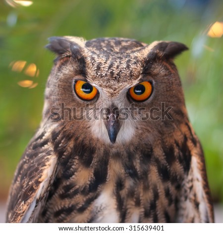 Eagle owl with orange eyes looking at the camera