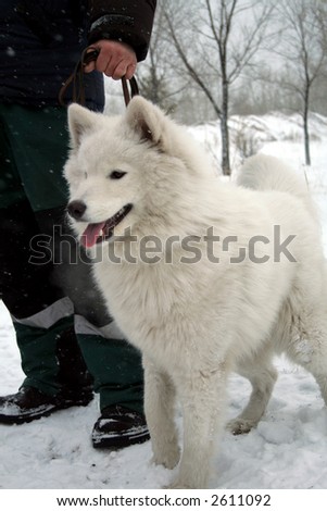 White dog in the winter