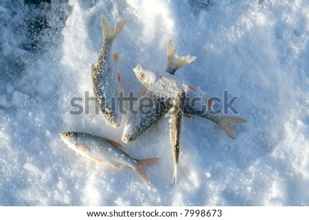 Frozen fish on ice, winter fishing