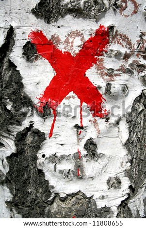 Texture from birch bark with red cross. background