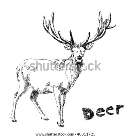 drawn deer