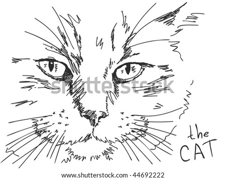 Cats Drawn