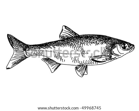 Drawn Fish