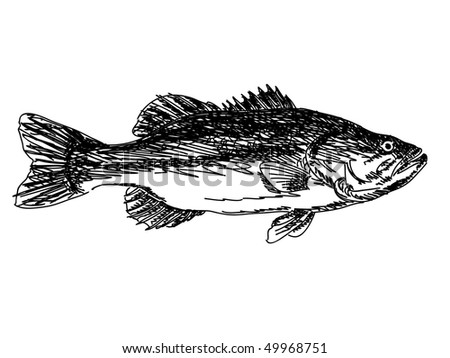 Drawn Fish Images