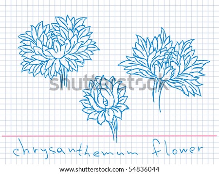 chrysanthemum illustration