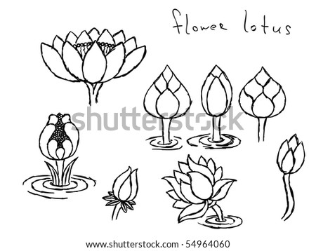 Hand drawn lotus flowers