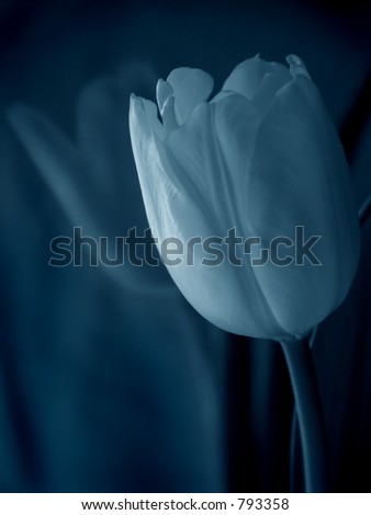 soft blue tulip soft blue tulip