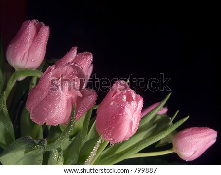 bouquet of wet pink tulips bouquet of wet pink tulips