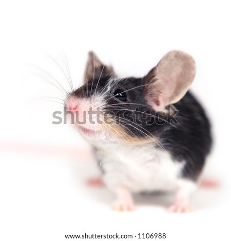 A Mouse