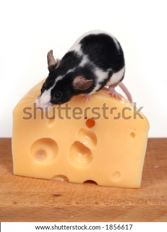 little mouse and cheese
