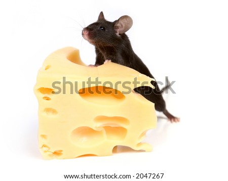 [Obrazek: stock-photo-close-up-on-little-mouse-and...047267.jpg]