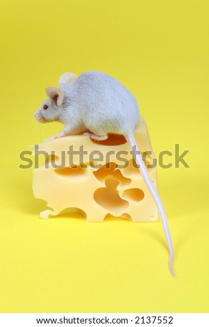 close up on little mouse and cheese on yellow background