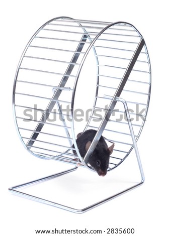 Mouse Exercise Wheel