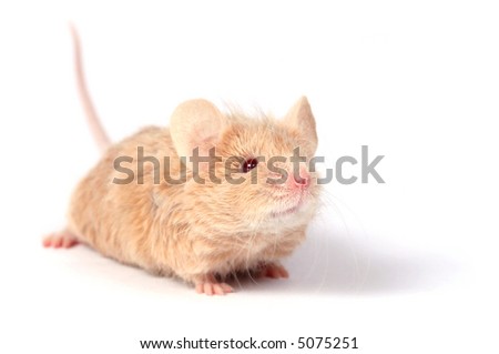 Texel Mice