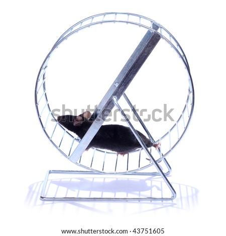 little black mouse running on an exercise wheel  on white background